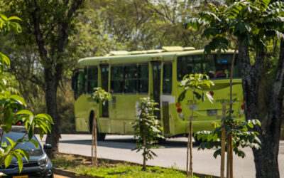 Alcaldía de Bucaramanga espera sembrar, durante este cuatrienio, más de 45 mil árboles