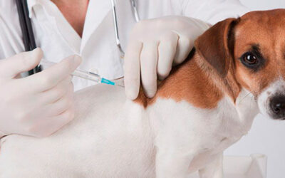 Este viernes 28 de febrero continúan las Jornadas de Vacunación para caninos y felinos