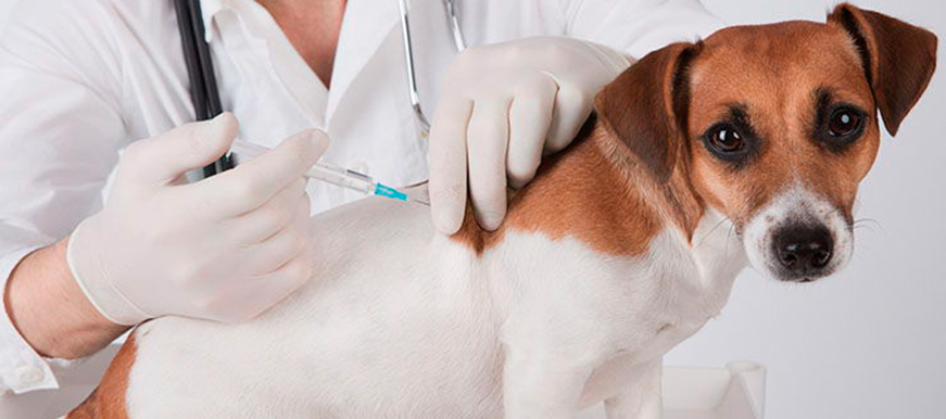 Este viernes 28 de febrero continúan las Jornadas de Vacunación para caninos y felinos