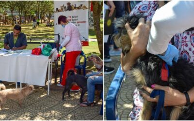 20 mil animales, entre felinos y caninos, es la meta de vacunación para el 2020