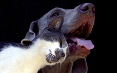 Bucaramanga cuenta con cerca de 70 mil perros y gatos