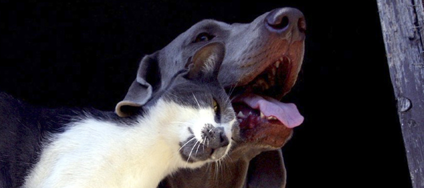 Bucaramanga cuenta con cerca de 70 mil perros y gatos