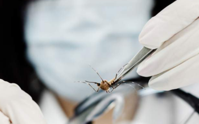 El dengue en Bucaramanga pasó de periodo de alerta a vigilancia epidemiológica