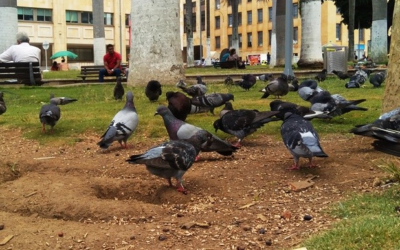Se capacitará a personas que trabajan en el Parque García Rovira sobre convivencia con colonia de palomas