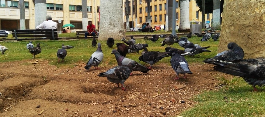 Se capacitará a personas que trabajan en el Parque García Rovira sobre convivencia con colonia de palomas