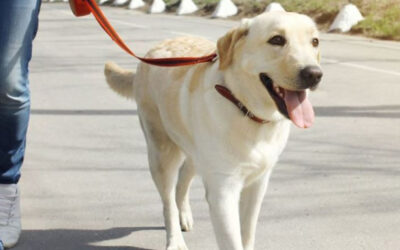 Si saca su mascota a pasear, no olvide al regreso lavar sus extremidades