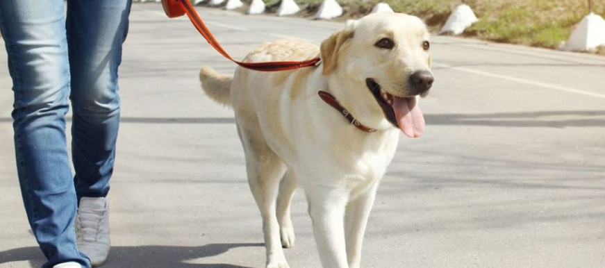 Si saca su mascota a pasear, no olvide al regreso lavar sus extremidades