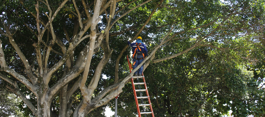 Pese a suspensión de Sembratón Nacional, Bucaramanga llevará a cabo jornada de poda y recuperación de árboles