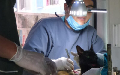 Censo, vacunación y esterilización hacen parte de las estrategias de control y salud de felinos y caninos en Bucaramanga