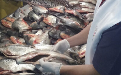 Conozca las recomendaciones para comprar pescado fresco