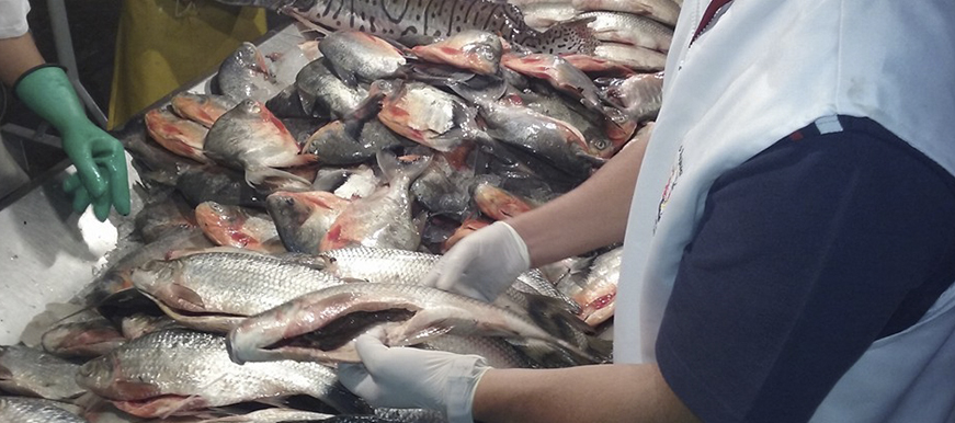 Conozca las recomendaciones para comprar pescado fresco