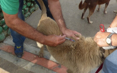 La Jornada de Vacunación canina y felina se tomará este viernes a la Comuna 2