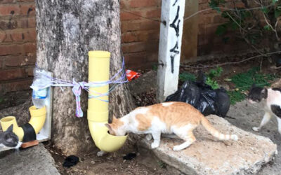 Alcaldía de Bucaramanga entregará bultos de comida para perros y gatos que se encuentran en las calles, fundaciones o refugios