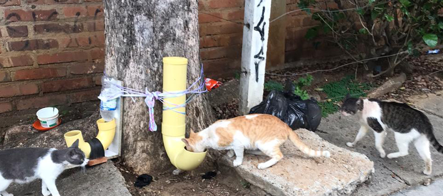 Alcaldía de Bucaramanga entregará bultos de comida para perros y gatos que se encuentran en las calles, fundaciones o refugios