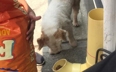 Siete dispensadores de alimento para perros y gatos de la calle se han instalado en Bucaramanga