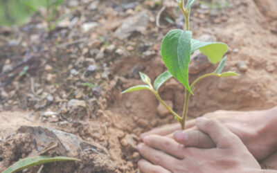 Este sábado se desarrollará jornada de ‘Sembratón de árboles’ en el Norte de Bucaramanga