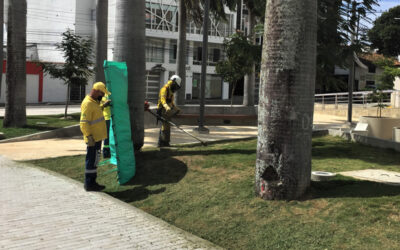 El verde del prado japonés se realza en los parques de Bucaramanga