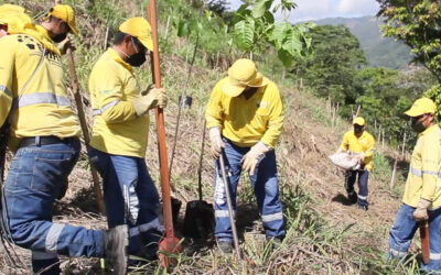 Alcaldía de Bucaramanga continúa siembra de árboles nativos que le dan un nuevo oxígeno a la ciudad
