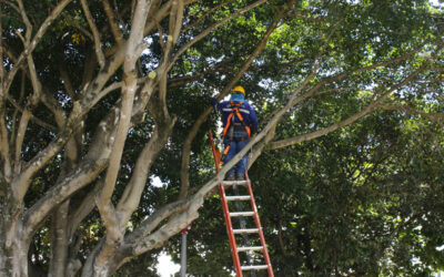 Alcaldía de Bucaramanga avanza con el manejo integral del componente arbóreo