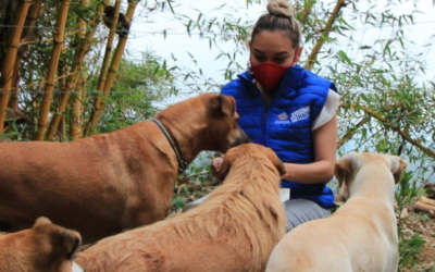 Alcaldía de Bucaramanga y empresas privadas han alimentado a 700 ‘peluditos’ abandonados