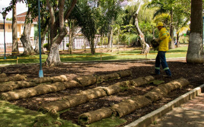 Alcaldía sembrará 10.000 metros cuadrados de prado para embellecer parques y áreas comunes de Bucaramanga