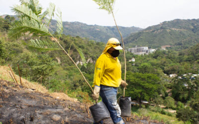 Informe especial: Las siembras de árboles le dan vida y amor a Bucaramanga