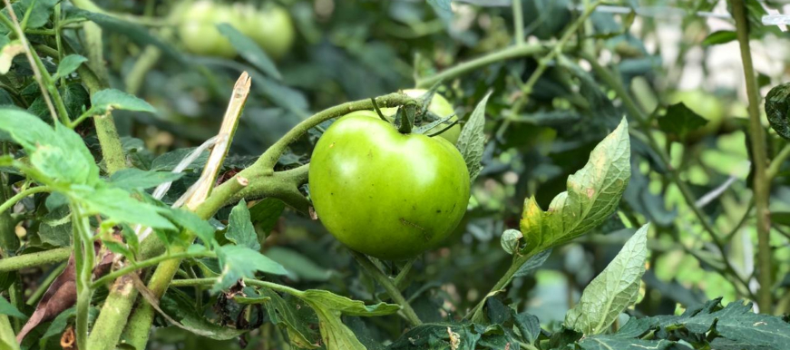 Huerta urbana, una iniciativa que une a los habitantes de la Urbanización El Sol en Bucaramanga