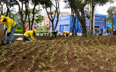 Alcaldía de Bucaramanga inició la siembra de prado San Agustín en el Parque de los Periodistas