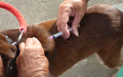 En el Día Mundial contra la Rabia, Secretaría de Salud y Ambiente de Bucaramanga llevará a cabo jornada de vacunación para felinos y caninos