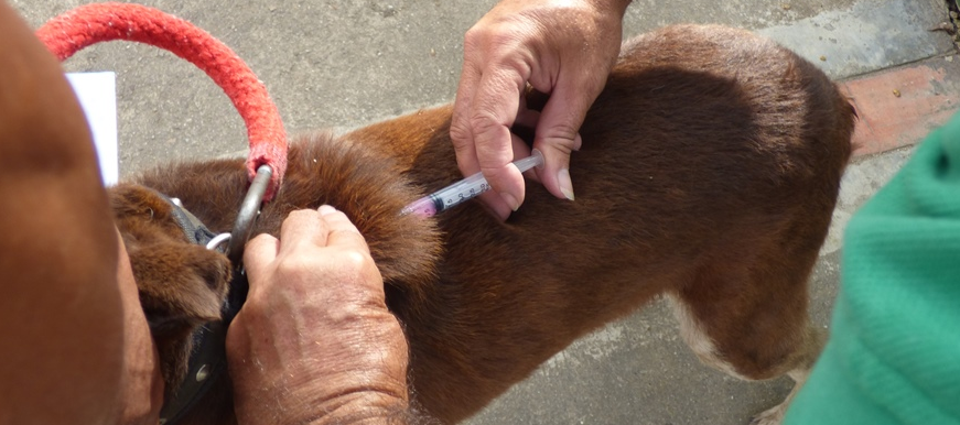 En el Día Mundial contra la Rabia, Secretaría de Salud y Ambiente de Bucaramanga llevará a cabo jornada de vacunación para felinos y caninos