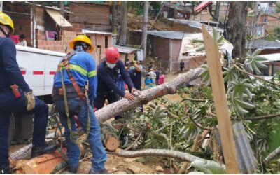 Gestión del Riesgo intervino árbol con problemas fitosanitarios que amenazaba con caer sobre cinco viviendas