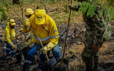Alcaldía de Bucaramanga planea sembrar más de 300 árboles, el próximo mes, en parques, separadores y franjas ambientales