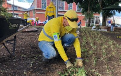 Alcaldía de Bucaramanga sembró 10.000 metros cuadrados de prado para embellecer parques y zonas verdes