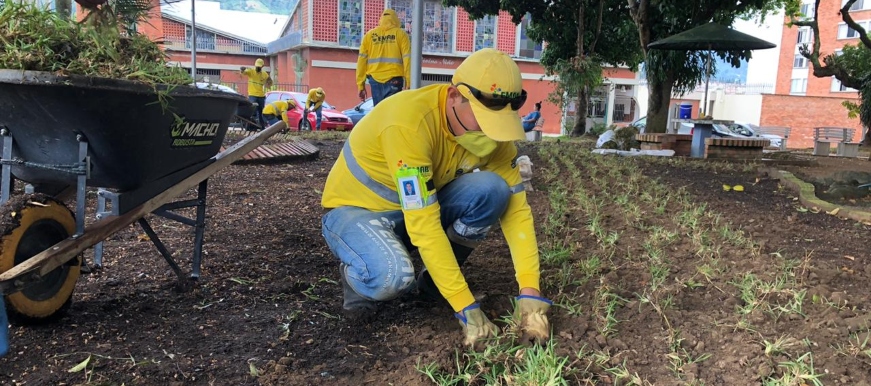 Alcaldía de Bucaramanga sembró 10.000 metros cuadrados de prado para embellecer parques y zonas verdes