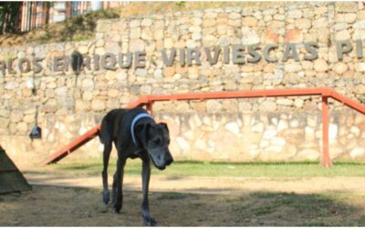 Un pulmón verde en el corazón de Bucaramanga: Parque Carlos Virviescas