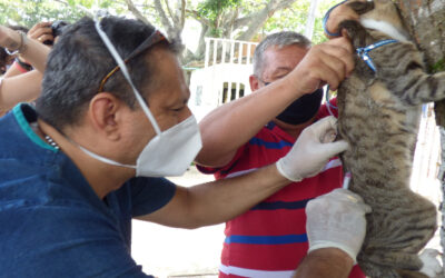 En el barrio Campohermoso de Bucaramanga más de 500 animales entre felinos y caninos fueron vacunados contra la rabia