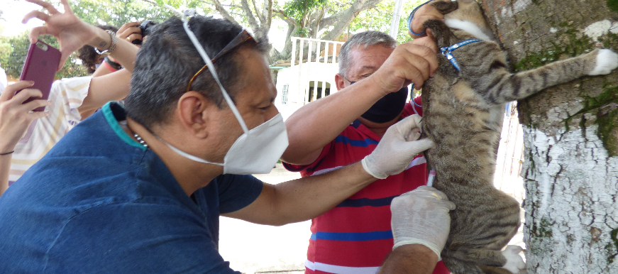 En el barrio Campohermoso de Bucaramanga más de 500 animales entre felinos y caninos fueron vacunados contra la rabia