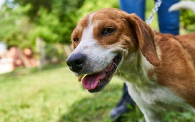 Bienestar Animal de la Alcaldía de Bucaramanga rescató canina que se encontraba en peligro