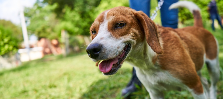 Bienestar Animal de la Alcaldía de Bucaramanga rescató canina que se encontraba en peligro