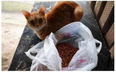 Alcaldía llevó ayuda veterinaria a albergue de gatos