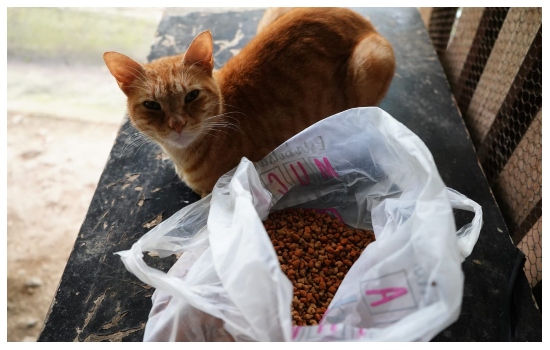 Alcaldía llevó ayuda veterinaria a albergue de gatos