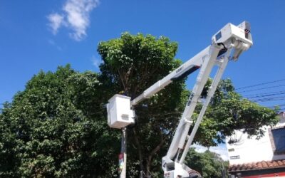 En estos sectores se podan los árboles esta semana en Bucaramanga
