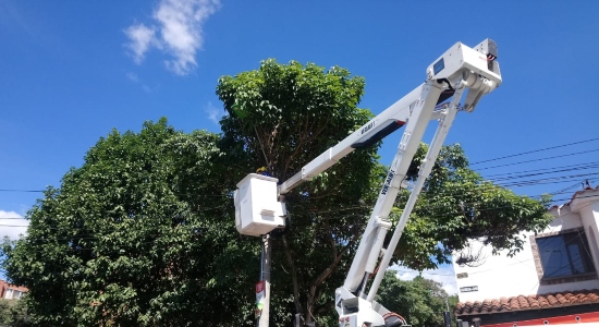En estos sectores se podan los árboles esta semana en Bucaramanga