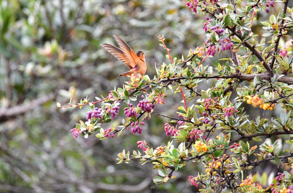 Video: Alcaldía inició recorridos para reconocer la fauna y flora en predios de Santurbán