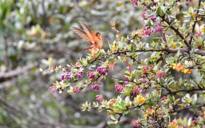 Video: Alcaldía inició recorridos para reconocer la fauna y flora en predios de Santurbán