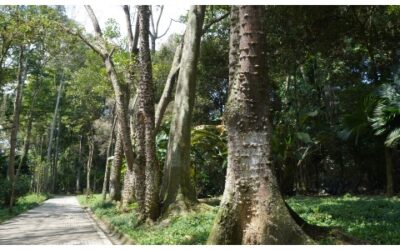 Árbol Búcaro, especie insignia de la ciudad: Concejo de Bucaramanga