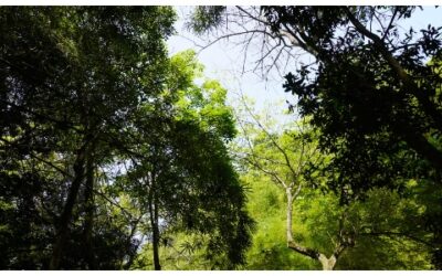 ¿Sabe cuántas especies de árboles hay en Bucaramanga?