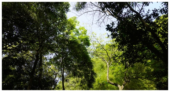 ¿Sabe cuántas especies de árboles hay en Bucaramanga?