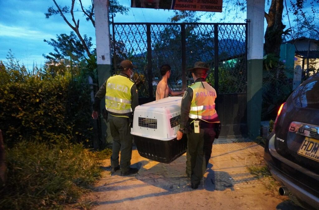 25 procesos policivos se han adelantado contra el maltrato animal