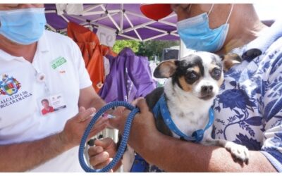 Más de $114 millones se han ahorrado los bumangueses en vacunación animal